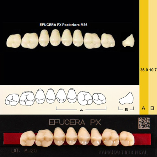 Зубы EFUCERA PX Posteriors, цвет A1, фасон 36, композитные трехслойные боковые верхние, 8 штук на планке.