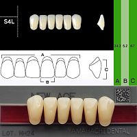 Зубы NEW ACE Anterior, цвет C3, фасон S4L акриловые двухслойные, 6 шт.