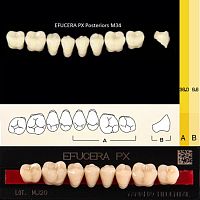 Зубы EFUCERA PX Posteriors, цвет A1, фасон 34, композитные трехслойные боковые нижние, 8 штук на планке. от Дентал-Ист