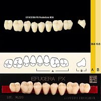 Зубы EFUCERA PX Posteriors, цвет A3, фасон 36, композитные трехслойные боковые нижние, 8 штук на планке. от Дентал-Ист