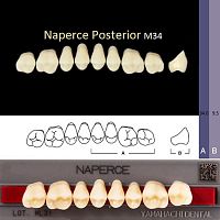 Зубы NAPERCE Posterior, цвет W05, фасон М34 акриловые двухслойные, 8 шт. от Дентал-Ист