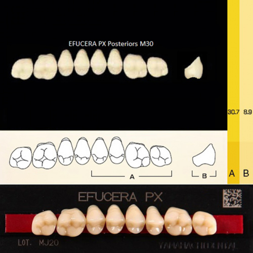 Зубы EFUCERA PX Posteriors, цвет A3, фасон 30, композитные трехслойные боковые верхние, 8 штук на планке. от Дентал-Ист