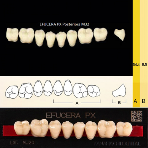 Зубы EFUCERA PX Posteriors, цвет A1, фасон 32, композитные трехслойные боковые нижние, 8 штук на планке. от Дентал-Ист