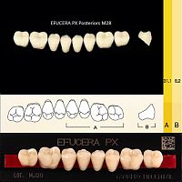 Зубы EFUCERA PX Posteriors, цвет A1, фасон 28, композитные трехслойные боковые нижние, 8 штук на планке. от Дентал-Ист