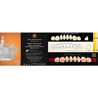 Зубы EFUCERA PX Posteriors, цвет W05, фасон 28, композитные трехслойные боковые верхние, 8 штук на планке. от Дентал-Ист
