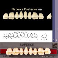 Зубы NAPERCE Posterior, цвет W05, фасон М36 акриловые двухслойные, 8 шт.