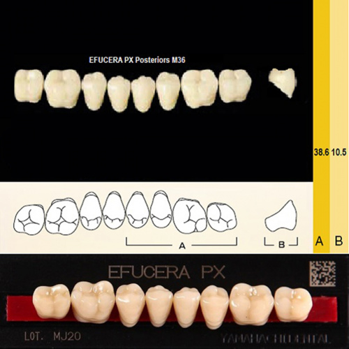 Зубы EFUCERA PX Posteriors, цвет A3.5, фасон 36, композитные трехслойные боковые нижние, 8 штук на планке. от Дентал-Ист