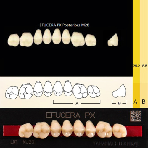 Зубы EFUCERA PX Posteriors, цвет D3, фасон 28, композитные трехслойные боковые верхние, 8 штук на планке.