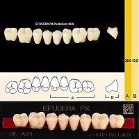 Зубы EFUCERA PX Posteriors, цвет W05, фасон 36, композитные трехслойные боковые нижние, 8 штук на планке. от Дентал-Ист