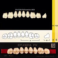 Зубы EFUCERA PX Posteriors, цвет C1, фасон 34, композитные трехслойные боковые верхние, 8 штук на планке.