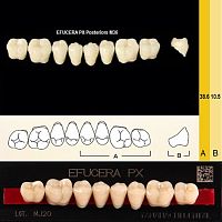 Зубы EFUCERA PX Posteriors, цвет A1, фасон 36, композитные трехслойные боковые нижние, 8 штук на планке. от Дентал-Ист