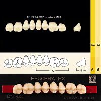 Зубы EFUCERA PX Posteriors, цвет B2, фасон 28, композитные трехслойные боковые верхние, 8 штук на планке.