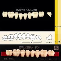 Зубы EFUCERA PX Posteriors, цвет A3.5, фасон 32, композитные трехслойные боковые нижние, 8 штук на планке. от Дентал-Ист