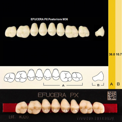 Зубы EFUCERA PX Posteriors, цвет D4, фасон 36, композитные трехслойные боковые верхние, 8 штук на планке. от Дентал-Ист