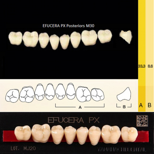 Зубы EFUCERA PX Posteriors, цвет B2, фасон 30, композитные трехслойные боковые нижние, 8 штук на планке. от Дентал-Ист