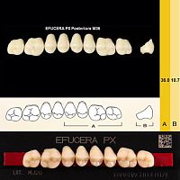 Зубы EFUCERA PX Posteriors, цвет C3, фасон 36, композитные трехслойные боковые верхние, 8 штук на планке.