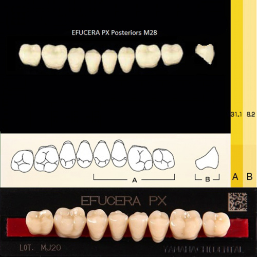 Зубы EFUCERA PX Posteriors, цвет A1, фасон 28, композитные трехслойные боковые нижние, 8 штук на планке. от Дентал-Ист