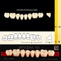 Зубы EFUCERA PX Posteriors, цвет B2, фасон 28, композитные трехслойные боковые нижние, 8 штук на планке. от Дентал-Ист