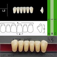 Зубы NEW ACE Anterior, цвет C1, фасон L2 акриловые двухслойные, 6 шт. от Дентал-Ист